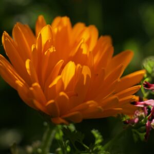 Orange Marigold (Calendula)